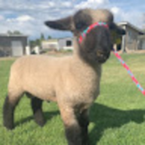 Meet your Posher, Haylee - Picture 1 of 1